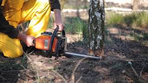 Professional Tree Services in Tilton, IL