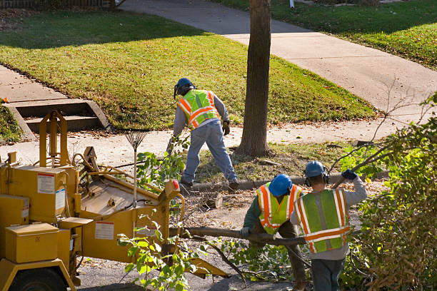 Best Tree Risk Assessment  in Tton, IL