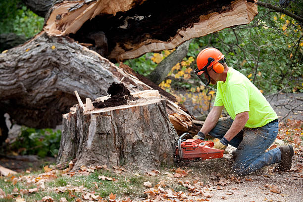 Best Tree Maintenance Programs  in Tton, IL