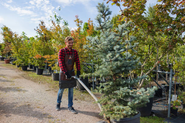 Best Tree Cabling and Bracing  in Tton, IL